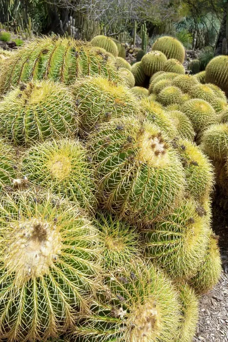 Framed Print : USA, Los Angeles, California. Dense display of variety of cacti