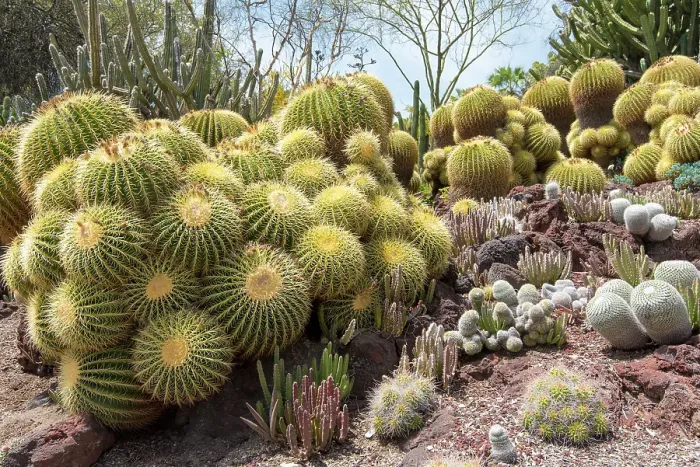 Framed Print : USA, Los Angeles, California. Dense display of variety of cacti