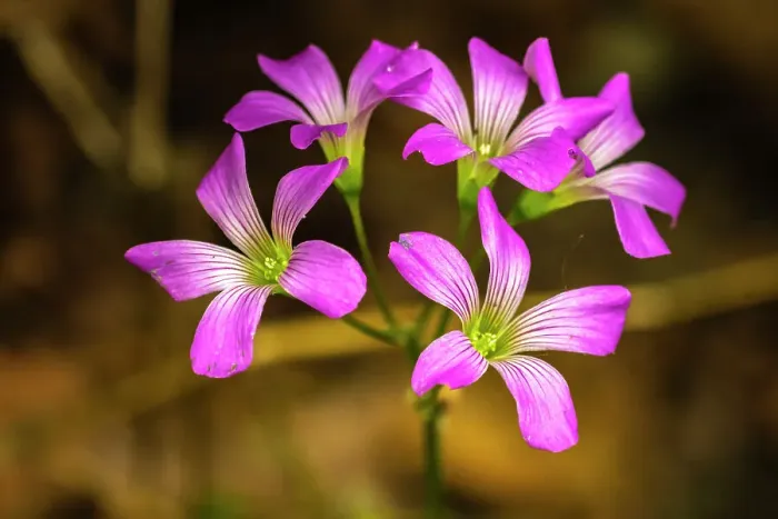 Framed Print : USA, Louisiana, Acadiana Park Nature Station. Close-up of pink wildflowers Framed Print : USA, Louisiana, Acadiana Park Nature Station. Close-up of pink wildflowers