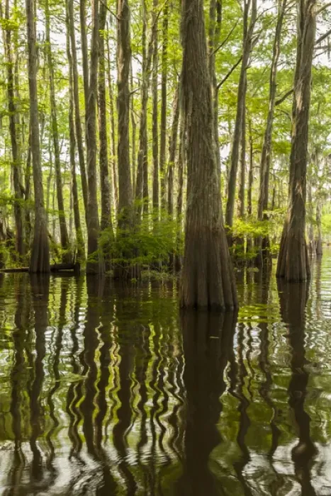 Framed Print : USA, Louisiana, Atchafalaya Basin. Cypress trees reflect in swamp Framed Print : USA, Louisiana, Atchafalaya Basin. Cypress trees reflect in swamp