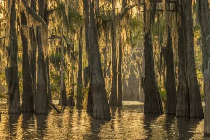 Framed Print : USA, Louisiana, Atchafalaya Basin. Cypress trees with Spanish moss Framed Print : USA, Louisiana, Atchafalaya Basin. Cypress trees with Spanish moss
