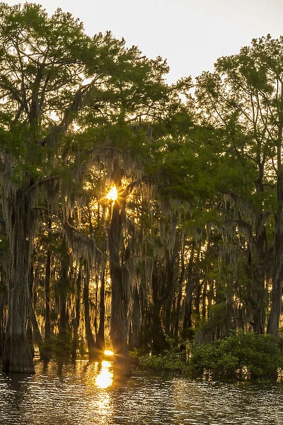 USA, Louisiana, Atchafalaya Basin. Cypress trees reflect in swamp