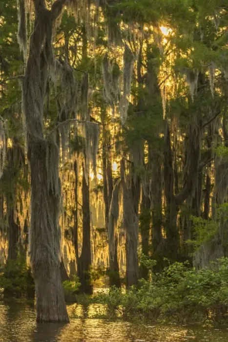 Framed Print : USA, Louisiana, Atchafalaya Basin. Cypress trees with Spanish moss