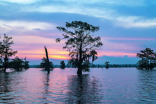 USA, Louisiana, Atchafalaya Basin, Atchafalaya Swamp, bald cypress and sunrise