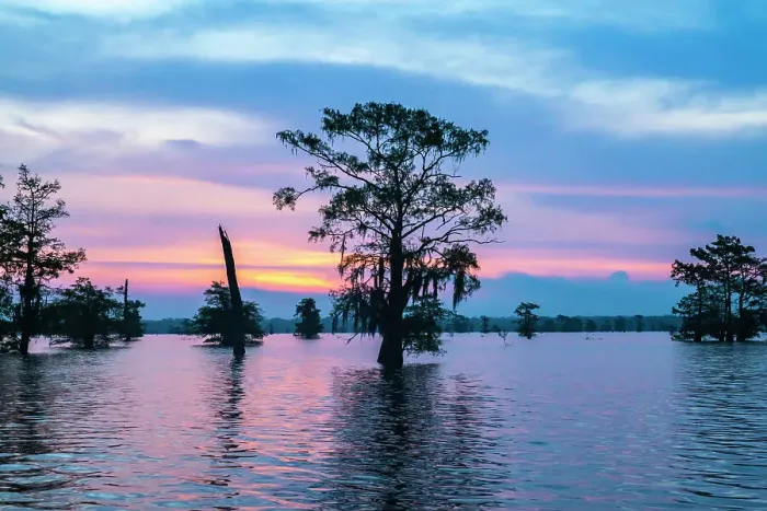 Framed Print : USA, Louisiana, Atchafalaya Basin, Atchafalaya Swamp, bald cypress and sunrise Framed Print : USA, Louisiana, Atchafalaya Basin, Atchafalaya Swamp, bald cypress and sunrise