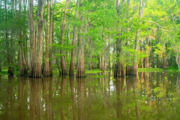 Framed Print : USA, Louisiana, Atchafalaya Basin, Atchafalaya Swamp. Cypress trees reflect in swamp Framed Print : USA, Louisiana, Atchafalaya Basin, Atchafalaya Swamp. Cypress trees reflect in swamp