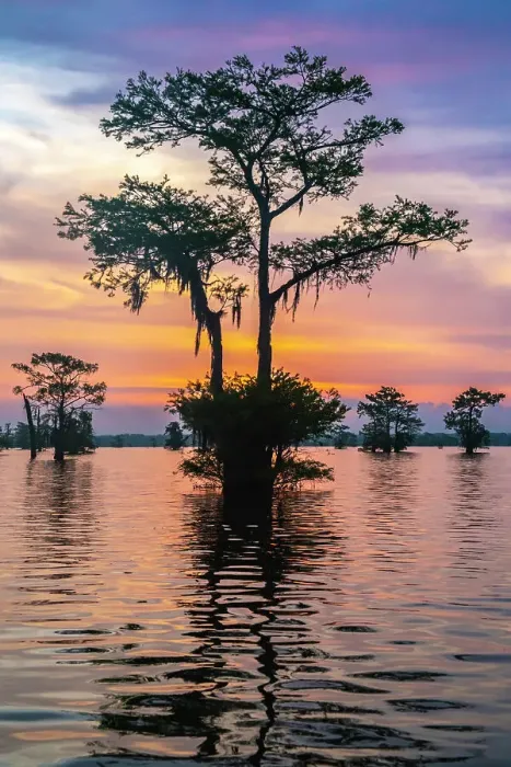 Framed Print : USA, Louisiana, Atchafalaya Basin, Atchafalaya Swamp. Cypress trees reflect on at sunrise Framed Print : USA, Louisiana, Atchafalaya Basin, Atchafalaya Swamp. Cypress trees reflect on at sunrise