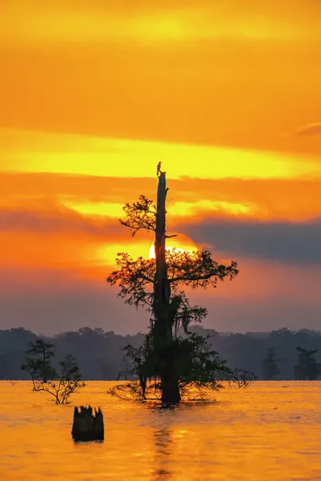 Framed Print : USA, Louisiana, Atchafalaya Basin, Atchafalaya Swamp. Cypress trees reflect on at sunrise Framed Print : USA, Louisiana, Atchafalaya Basin, Atchafalaya Swamp. Cypress trees reflect on at sunrise