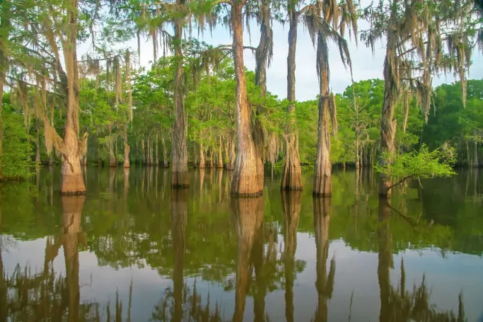 Framed Print : USA, Louisiana, Atchafalaya Basin, Atchafalaya Swamp. Cypress trees reflect in swamp Framed Print : USA, Louisiana, Atchafalaya Basin, Atchafalaya Swamp. Cypress trees reflect in swamp