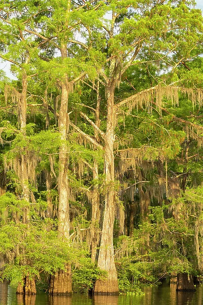 USA, Louisiana, Atchafalaya Basin, Atchafalaya Swamp. Cypress trees reflect in swamp