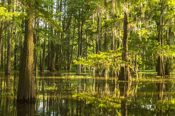 USA, Louisiana, Atchafalaya National Heritage Area. Tupelo trees in swamp. Credit as