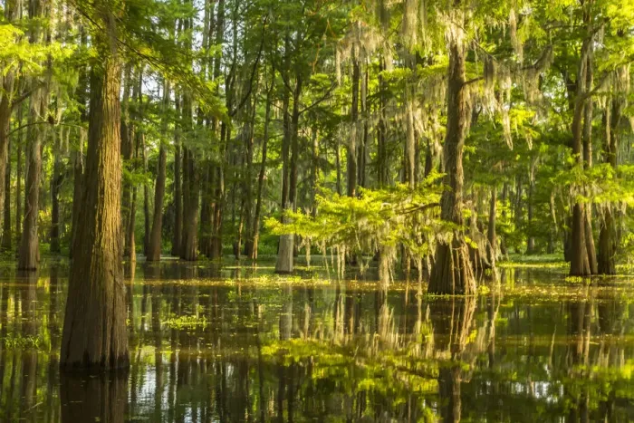 Framed Print : USA, Louisiana, Atchafalaya National Heritage Area. Tupelo trees in swamp. Credit as Framed Print : USA, Louisiana, Atchafalaya National Heritage Area. Tupelo trees in swamp. Credit as
