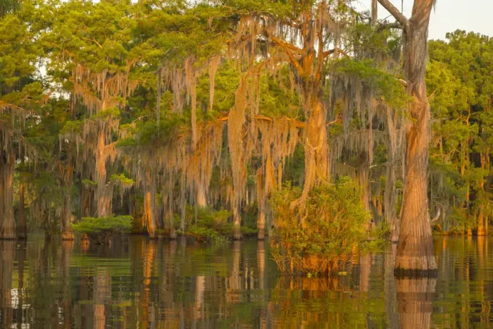 Framed Print : USA, Louisiana, Atchafalaya National Wildlife Refuge. Sunrise on swamp. Credit as