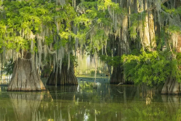 Framed Print : USA, Louisiana, Atchafalaya National Wildlife Refuge. Sunrise on swamp. Credit as Framed Print : USA, Louisiana, Atchafalaya National Wildlife Refuge. Sunrise on swamp. Credit as