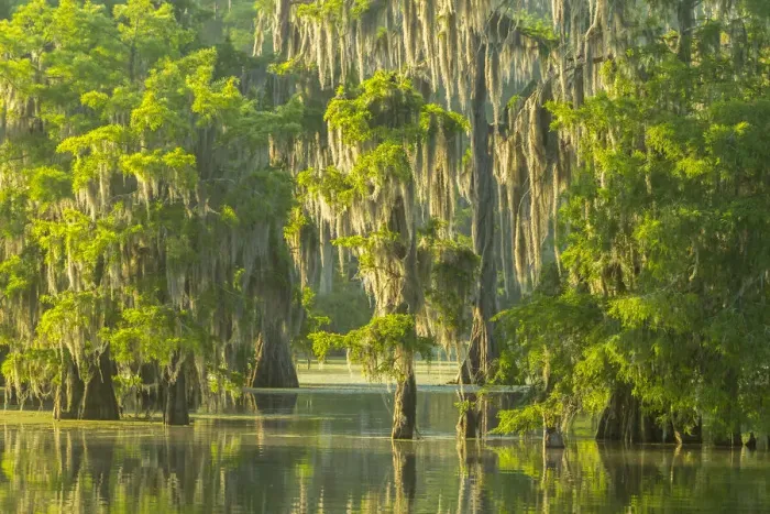 Framed Print : USA, Louisiana, Atchafalaya National Wildlife Refuge. Sunrise on swamp. Credit as Framed Print : USA, Louisiana, Atchafalaya National Wildlife Refuge. Sunrise on swamp. Credit as