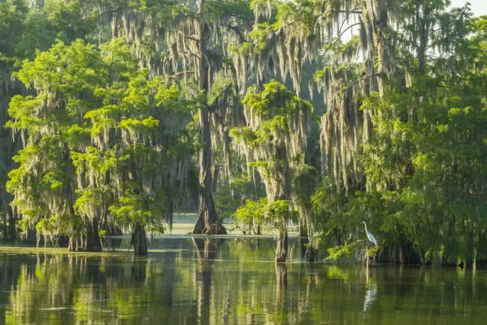 Framed Print : USA, Louisiana, Atchafalaya National Wildlife Refuge. Sunrise on swamp and egret Framed Print : USA, Louisiana, Atchafalaya National Wildlife Refuge. Sunrise on swamp and egret