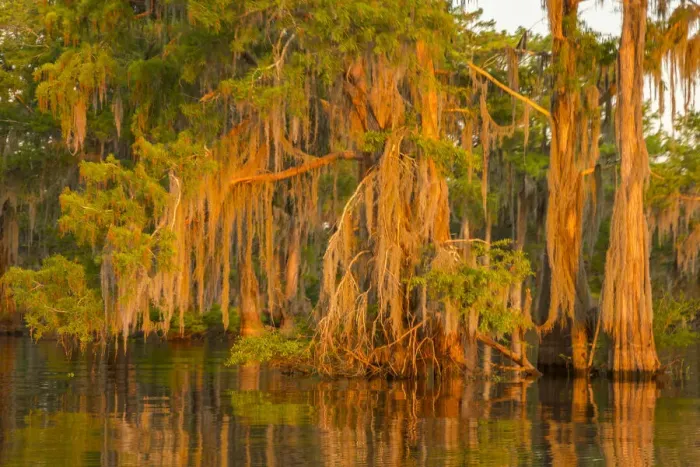 Framed Print : USA, Louisiana, Atchafalaya National Wildlife Refuge. Sunrise on swamp. Credit as