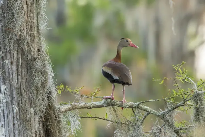Framed Print : USA, Louisiana, Atchafalaya National Wildlife Refuge. Black-bellied whistling duck Framed Print : USA, Louisiana, Atchafalaya National Wildlife Refuge. Black-bellied whistling duck
