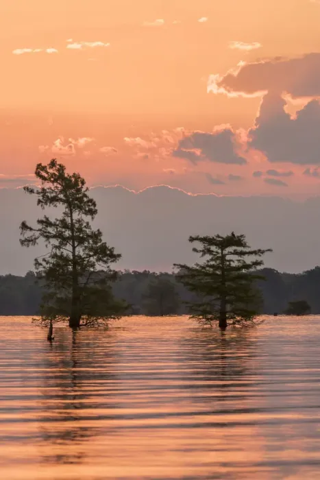 Framed Print : USA, Louisiana, Atchafalaya National Wildlife Refuge. Sunrise on swamp. Credit as Framed Print : USA, Louisiana, Atchafalaya National Wildlife Refuge. Sunrise on swamp. Credit as