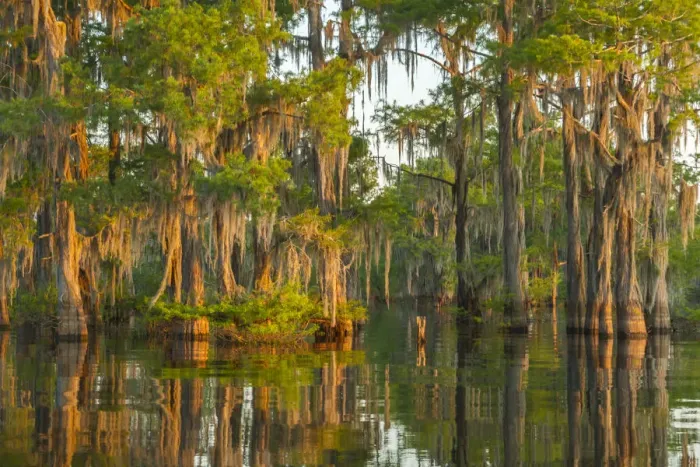 Framed Print : USA, Louisiana, Atchafalaya National Wildlife Refuge. Sunrise on swamp. Credit as