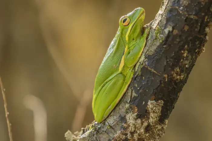 Framed Print : USA, Louisiana, Atchafalaya National Wildlife Refuge. Green tree frog close-up. Credit as Framed Print : USA, Louisiana, Atchafalaya National Wildlife Refuge. Green tree frog close-up. Credit as