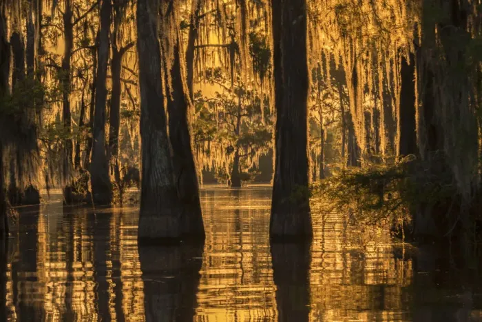 Framed Print : USA, Louisiana, Atchafalaya National Wildlife Refuge. Sunrise on swamp. Credit as Framed Print : USA, Louisiana, Atchafalaya National Wildlife Refuge. Sunrise on swamp. Credit as