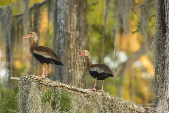 Framed Print : USA, Louisiana, Atchafalaya National Wildlife Refuge. Black-bellied whistling duck pair