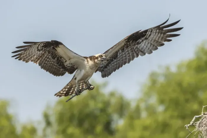 Framed Print : USA, Louisiana, Atchafalaya National Wildlife Refuge. Osprey landing with nesting stick