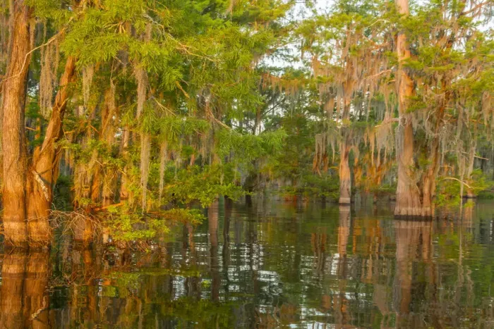 Framed Print : USA, Louisiana, Atchafalaya National Wildlife Refuge. Sunrise on swamp. Credit as Framed Print : USA, Louisiana, Atchafalaya National Wildlife Refuge. Sunrise on swamp. Credit as