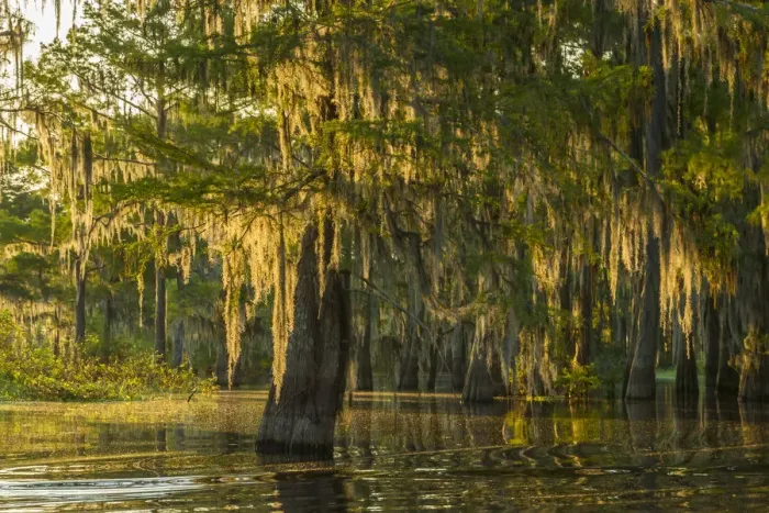 Framed Print : USA, Louisiana, Atchafalaya National Wildlife Refuge. Sunrise on swamp. Credit as Framed Print : USA, Louisiana, Atchafalaya National Wildlife Refuge. Sunrise on swamp. Credit as