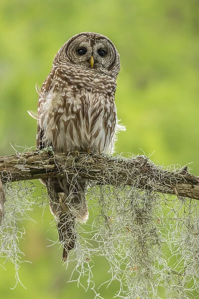 USA, Louisiana. Barred owl on tree limb. Credit as: Cathy & Gordon Illg  /  Jaynes