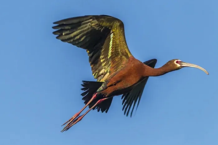 Framed Print : USA, Louisiana, Evangeline Parish, white-faced ibis in flight Credit as: Cathy