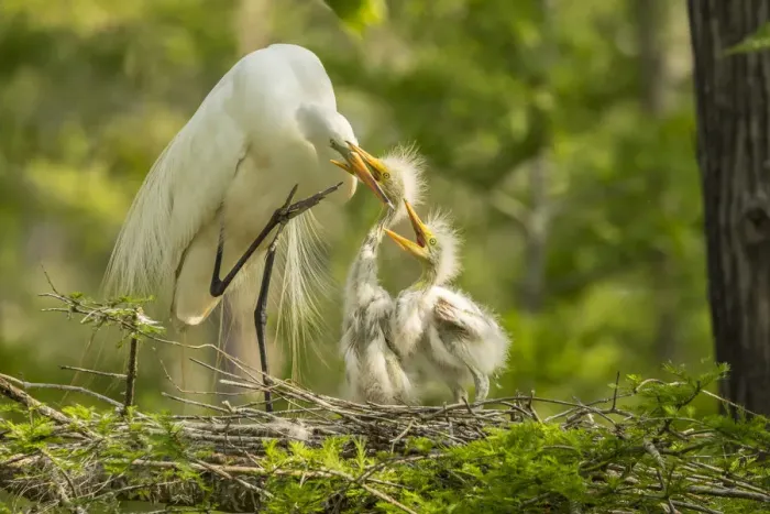 Framed Print : USA, Louisiana, Evangeline Parish. Great egret adult feeding chicks at nest. Credit as
