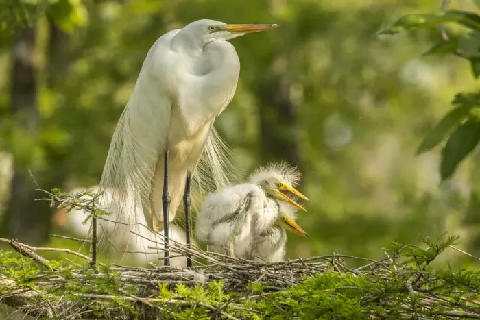 Framed Print : USA, Louisiana, Evangeline Parish. Great egret adult and chicks at nest. Credit as Framed Print : USA, Louisiana, Evangeline Parish. Great egret adult and chicks at nest. Credit as