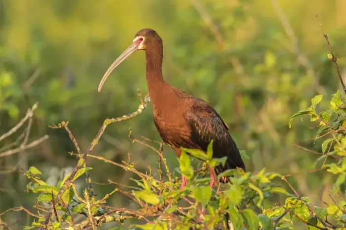 Framed Print : USA, Louisiana, Evangeline Parish. White-faced ibis in tree Framed Print : USA, Louisiana, Evangeline Parish. White-faced ibis in tree