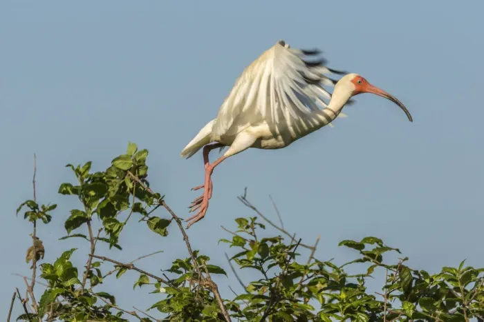 Framed Print : USA, Louisiana, Evangeline Parish. White ibis on branch Framed Print : USA, Louisiana, Evangeline Parish. White ibis on branch
