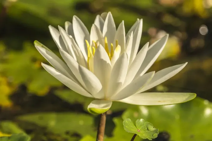 Framed Print : USA, Louisiana, Evangeline Parish. Close-up of water lily blossom. Credit as: Cathy Framed Print : USA, Louisiana, Evangeline Parish. Close-up of water lily blossom. Credit as: Cathy