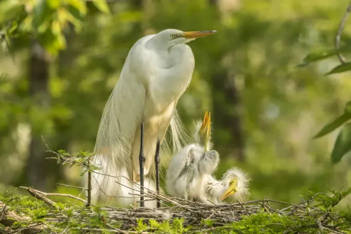 Framed Print : USA, Louisiana, Evangeline Parish. Great egret adult and chicks at nest. Credit as Framed Print : USA, Louisiana, Evangeline Parish. Great egret adult and chicks at nest. Credit as