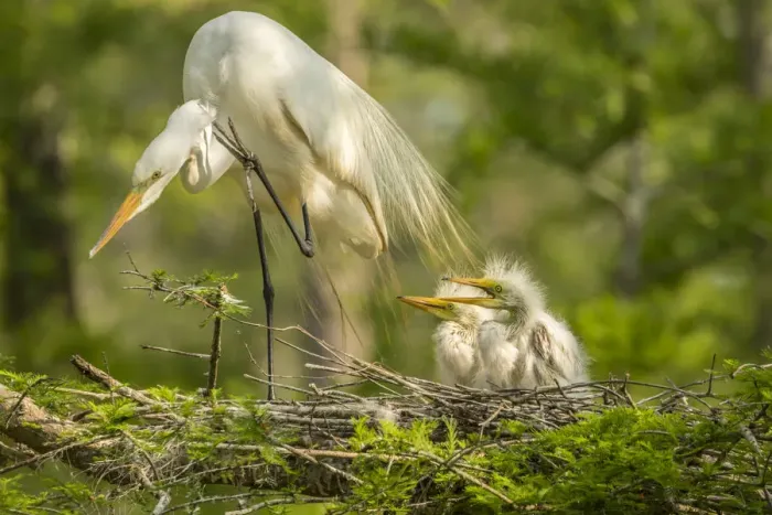 Framed Print : USA, Louisiana, Evangeline Parish. Great egret adult and chicks at nest. Credit as