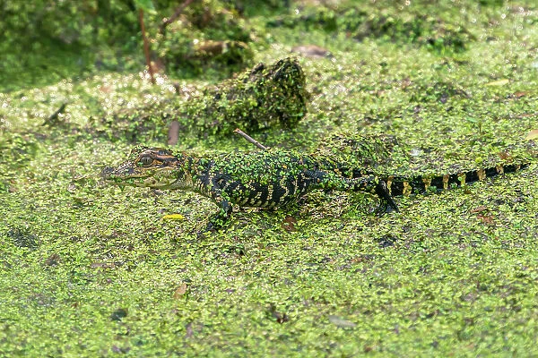 USA, Louisiana, Evangeline Parish. Alligator baby covered in duckweed