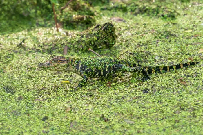 Framed Print : USA, Louisiana, Evangeline Parish. Alligator baby covered in duckweed Framed Print : USA, Louisiana, Evangeline Parish. Alligator baby covered in duckweed