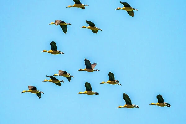 USA, Louisiana, Evangeline Parish. Fulvous whistling ducks flock in flight