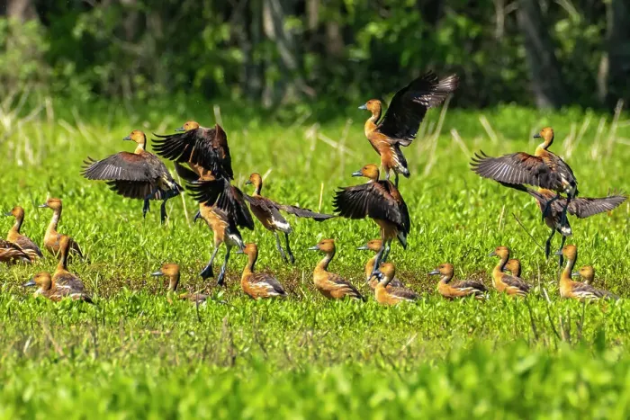 Framed Print : USA, Louisiana, Evangeline Parish. Fulvous whistling duck flock in grass