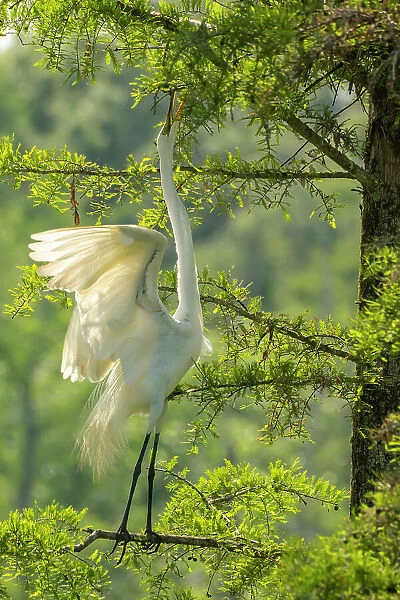 USA, Louisiana, Evangeline Parish. Great egret reaching for nesting twigs in tree