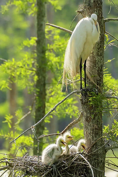 USA, Louisiana, Evangeline Parish. Great egret at nest with chick
