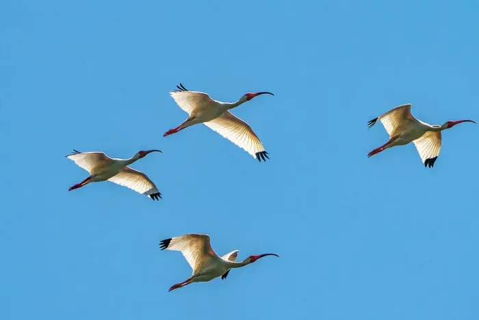 Framed Print : USA, Louisiana, Evangeline Parish. White ibis birds in flight Framed Print : USA, Louisiana, Evangeline Parish. White ibis birds in flight