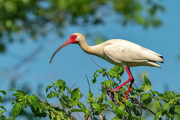 USA, Louisiana, Evangeline Parish. White ibis bird in breeding plumage