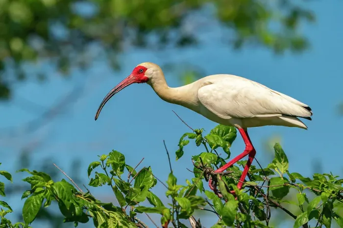 Framed Print : USA, Louisiana, Evangeline Parish. White ibis bird in breeding plumage Framed Print : USA, Louisiana, Evangeline Parish. White ibis bird in breeding plumage