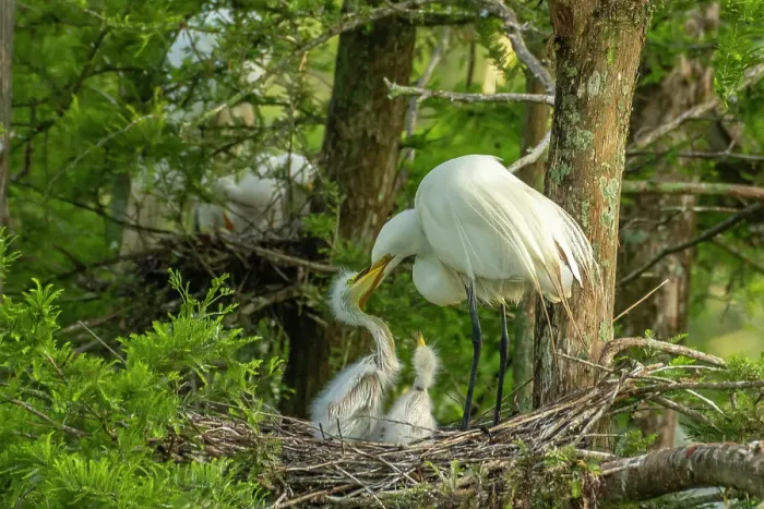 Framed Print : USA, Louisiana, Evangeline Parish. Great egret at nest feeding chicks Framed Print : USA, Louisiana, Evangeline Parish. Great egret at nest feeding chicks