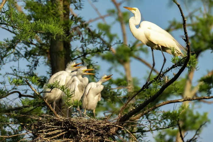 Framed Print : USA, Louisiana, Evangeline Parish. Great egret at nest with chicks Framed Print : USA, Louisiana, Evangeline Parish. Great egret at nest with chicks